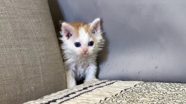 尊爵名皇／賽爾凱克羊毛貓