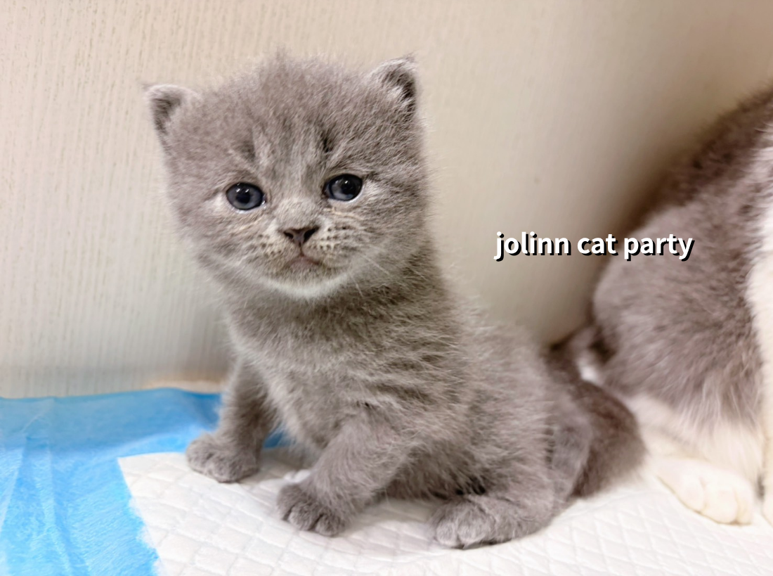貓咪派對／藍色英國短毛貓