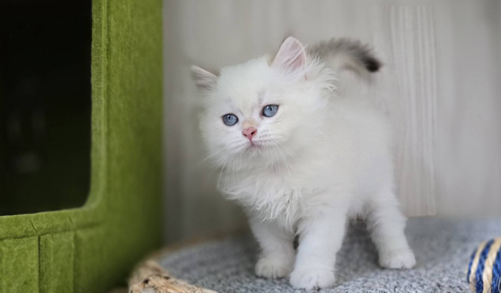 凱特貓舍／金點漸層英國長毛貓