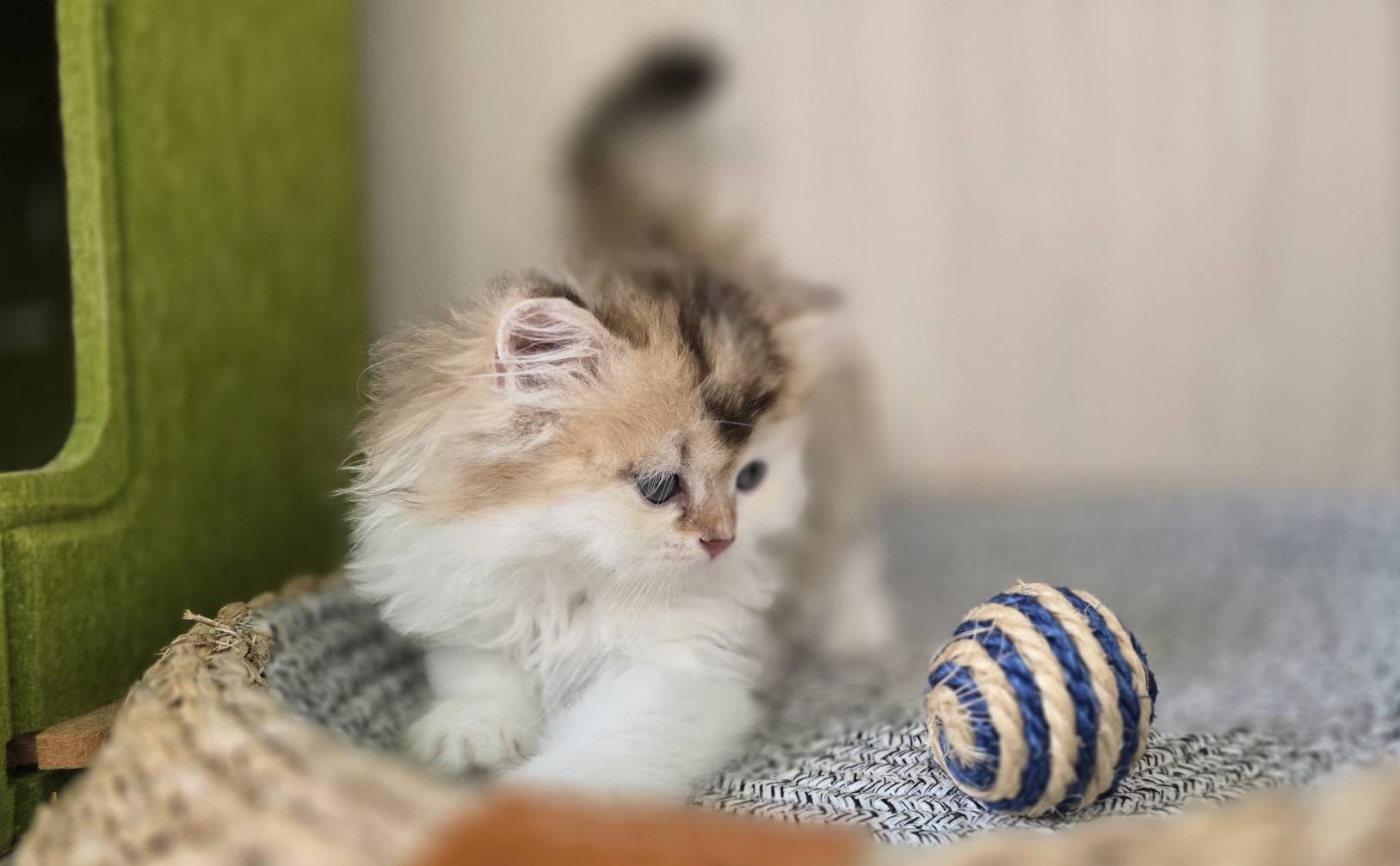 凱特貓舍／金加白漸層英國長毛貓