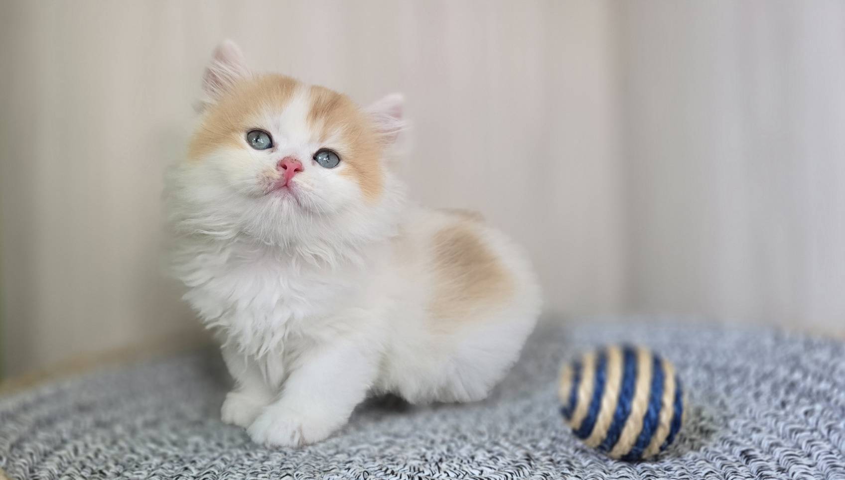 凱特貓舍／金加白漸層英國長毛貓