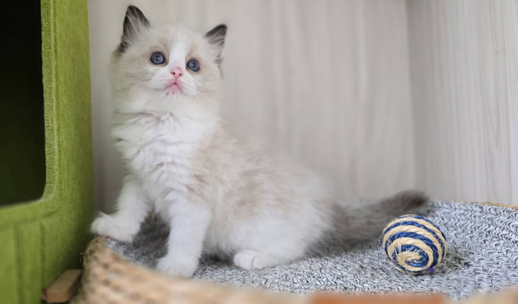 凱特貓舍／海雙正賓士滿耳布偶貓