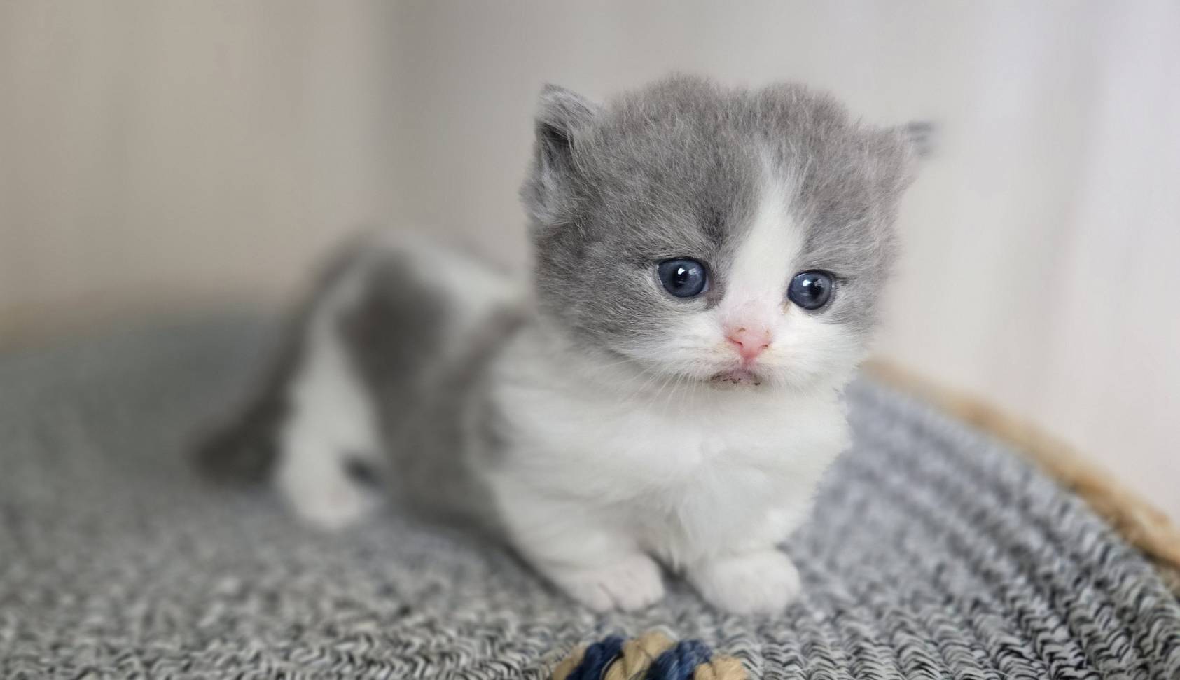 凱特貓舍／藍白賓士小步舞曲