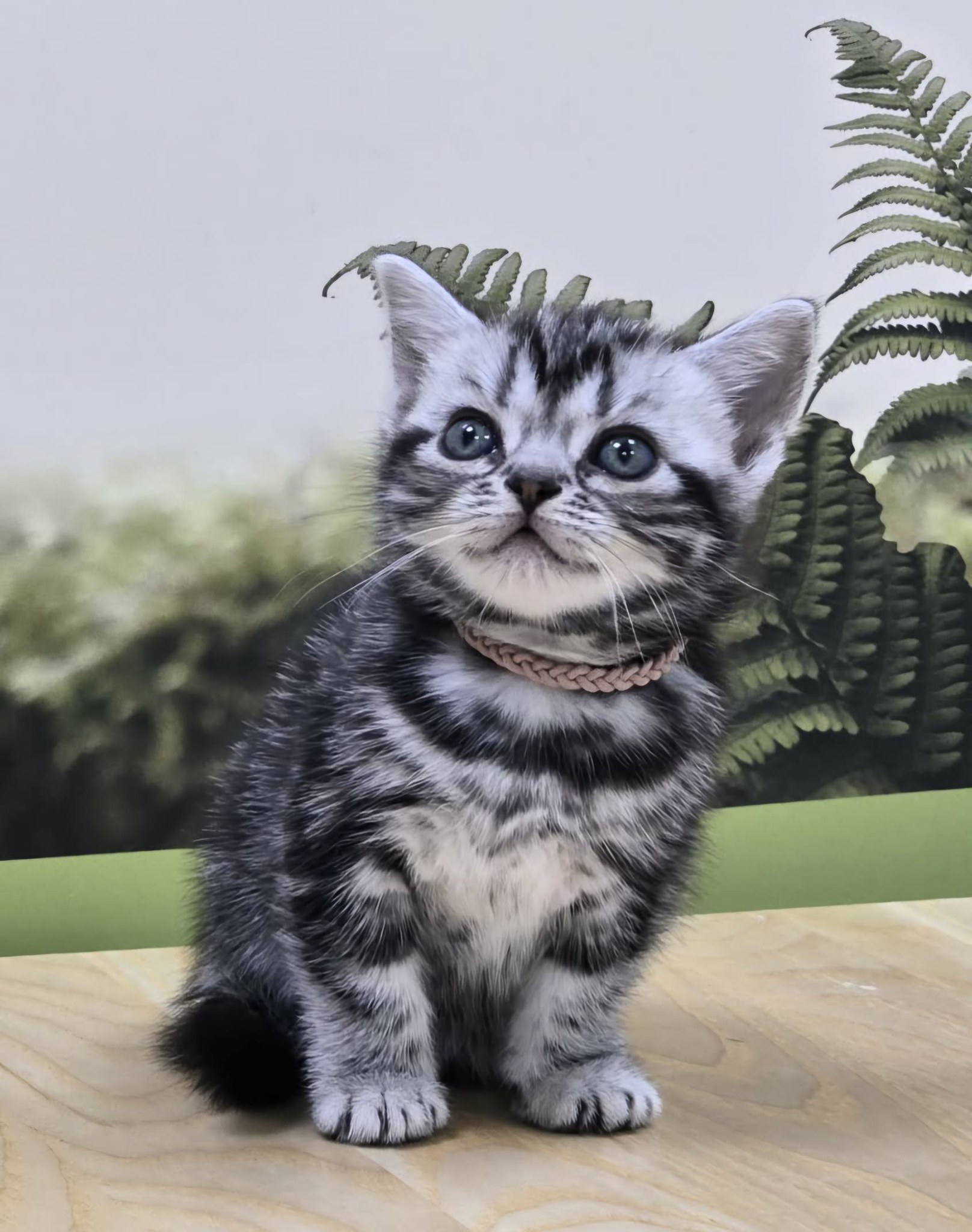 米琪蘇貓舍／銀白古典虎斑紋美國短毛貓