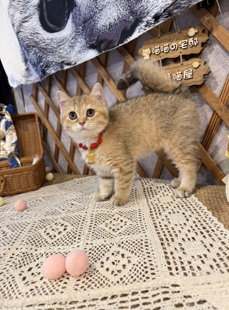 金瑟喵屋／黑金漸層英國短毛貓