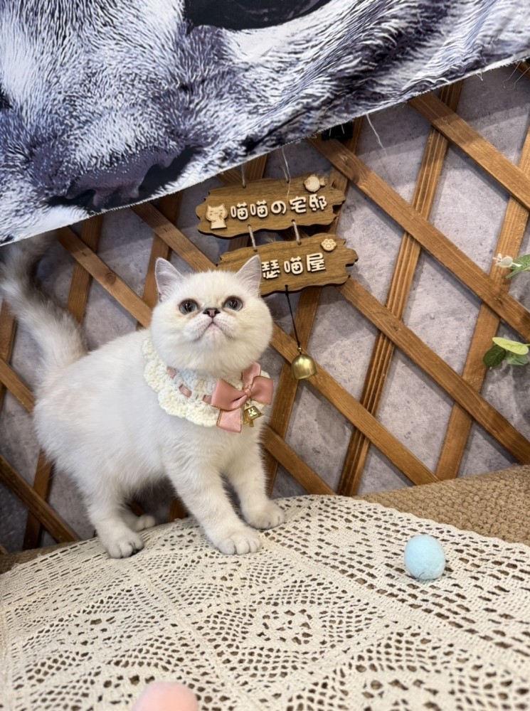 金瑟喵屋／藍重點英國短毛貓