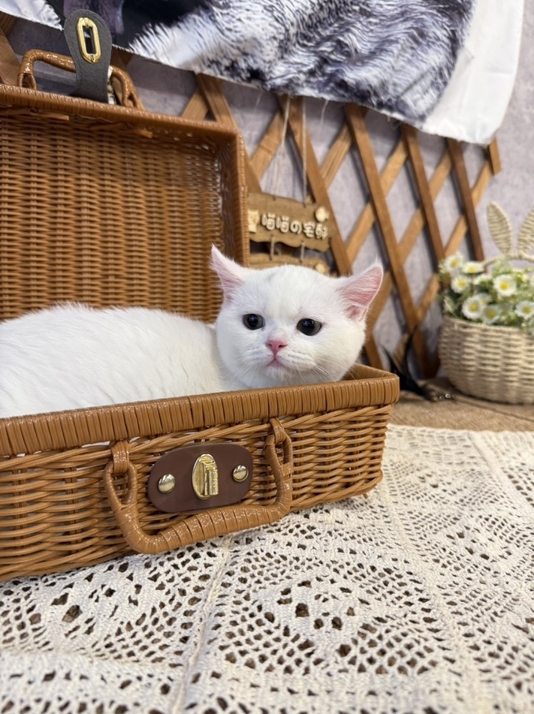 金瑟喵屋／白色英國短毛貓