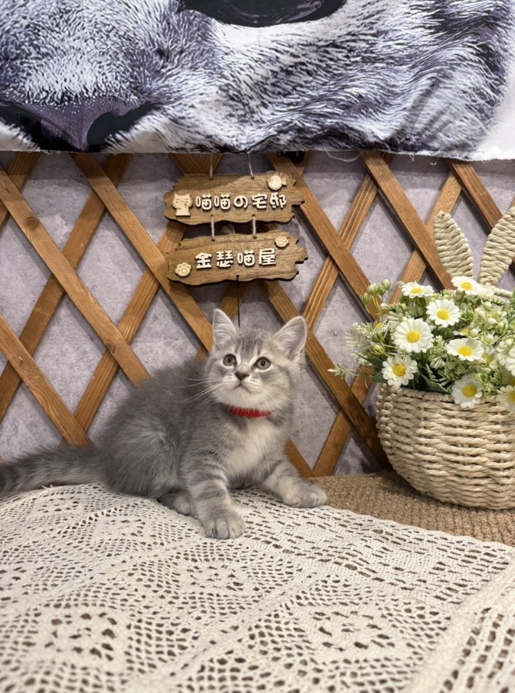 金瑟喵屋／藍虎斑英國短毛貓
