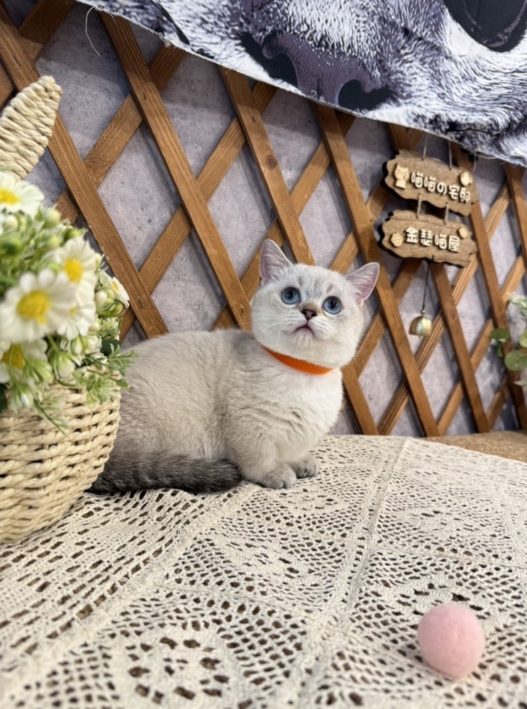 金瑟喵屋／重點色曼赤肯