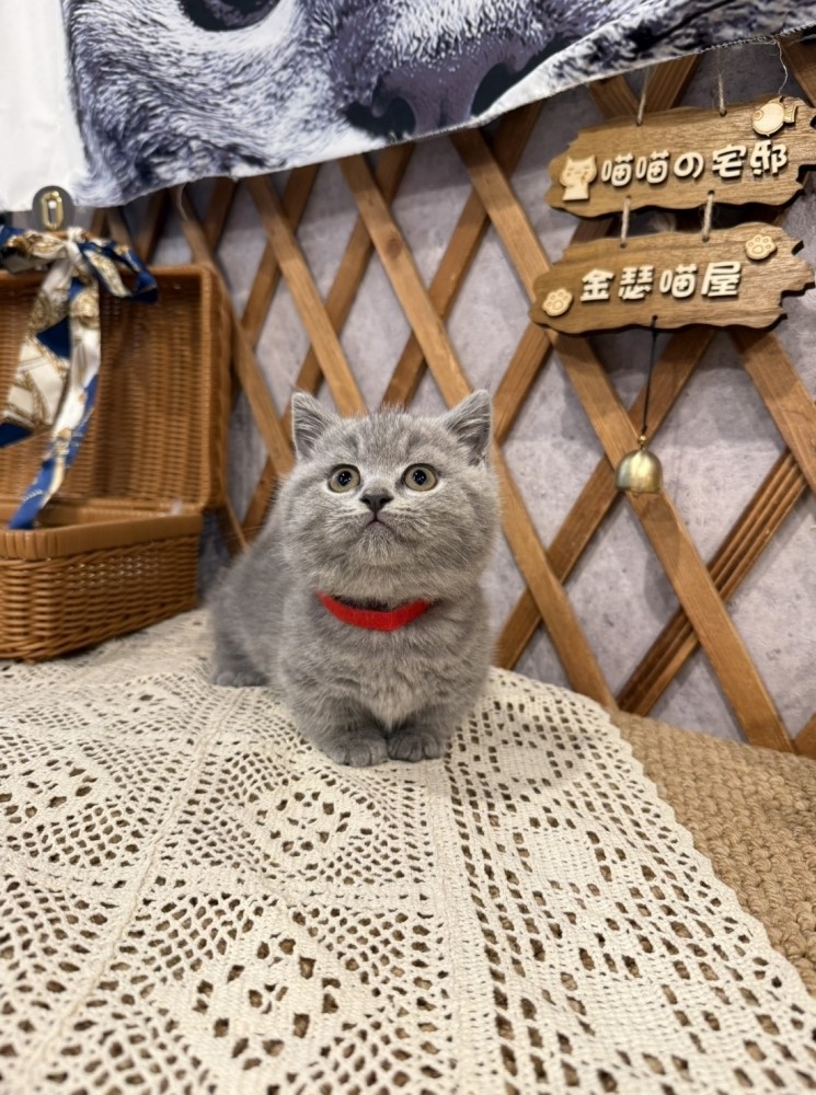 金瑟喵屋／藍色曼赤肯