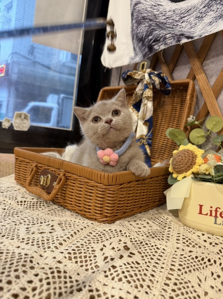 金瑟喵屋／紫丁香曼赤肯
