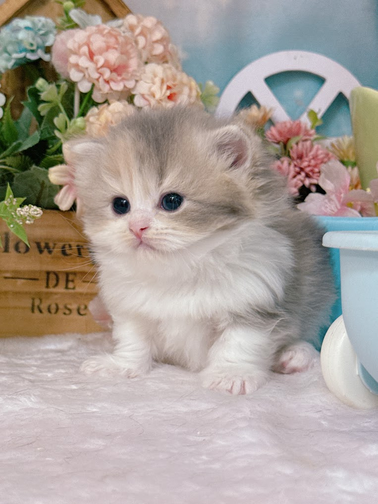 星光貓舍／三花英國長毛貓