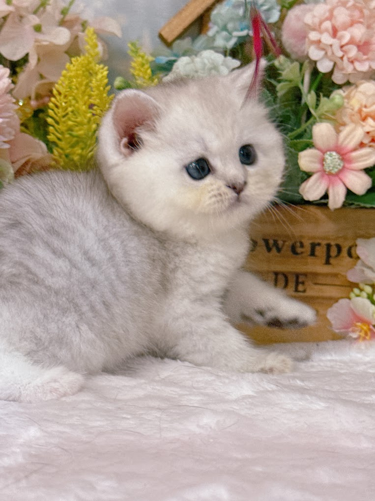 星光貓舍／銀虎英國短毛貓