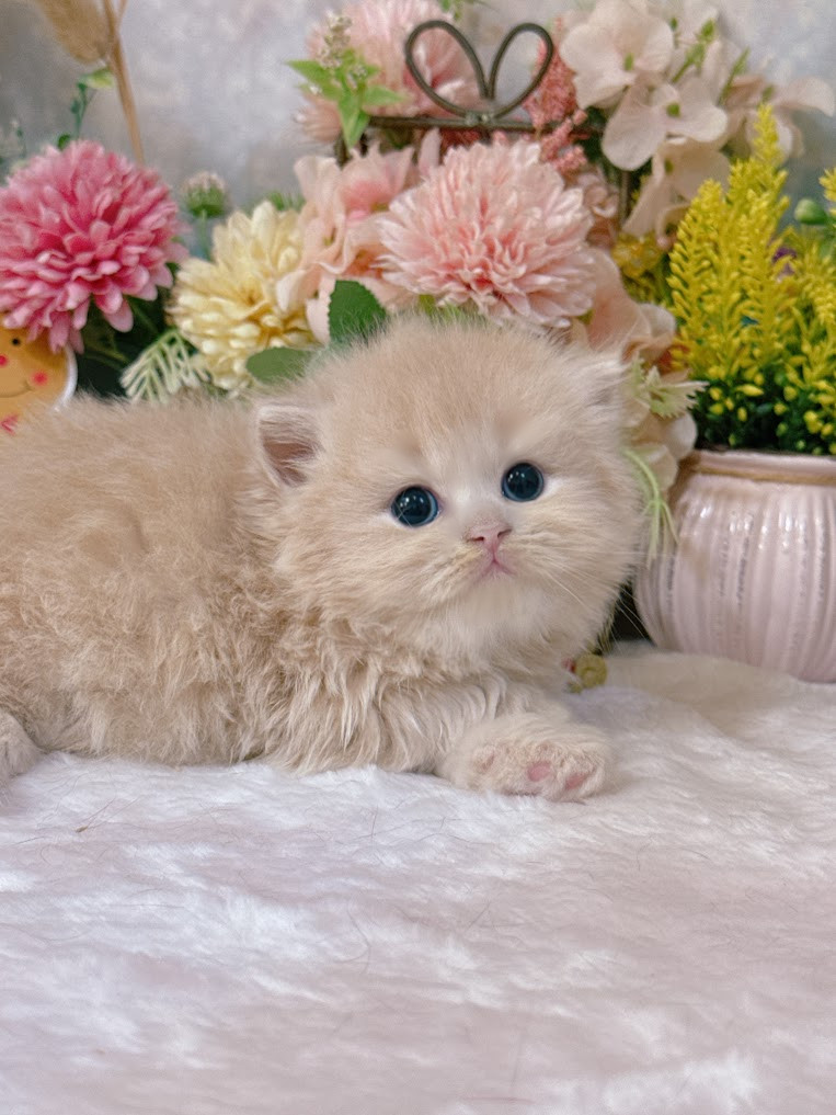 星光貓舍／奶茶英國長毛貓