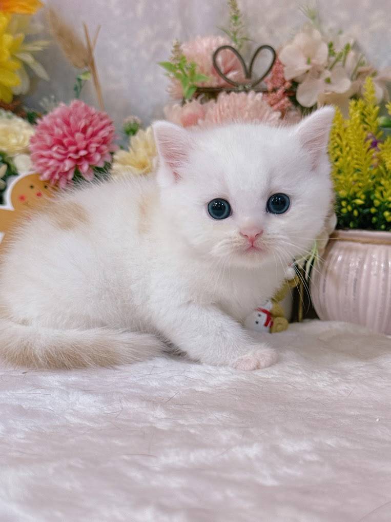 星光貓舍／淡奶油白英國短毛貓