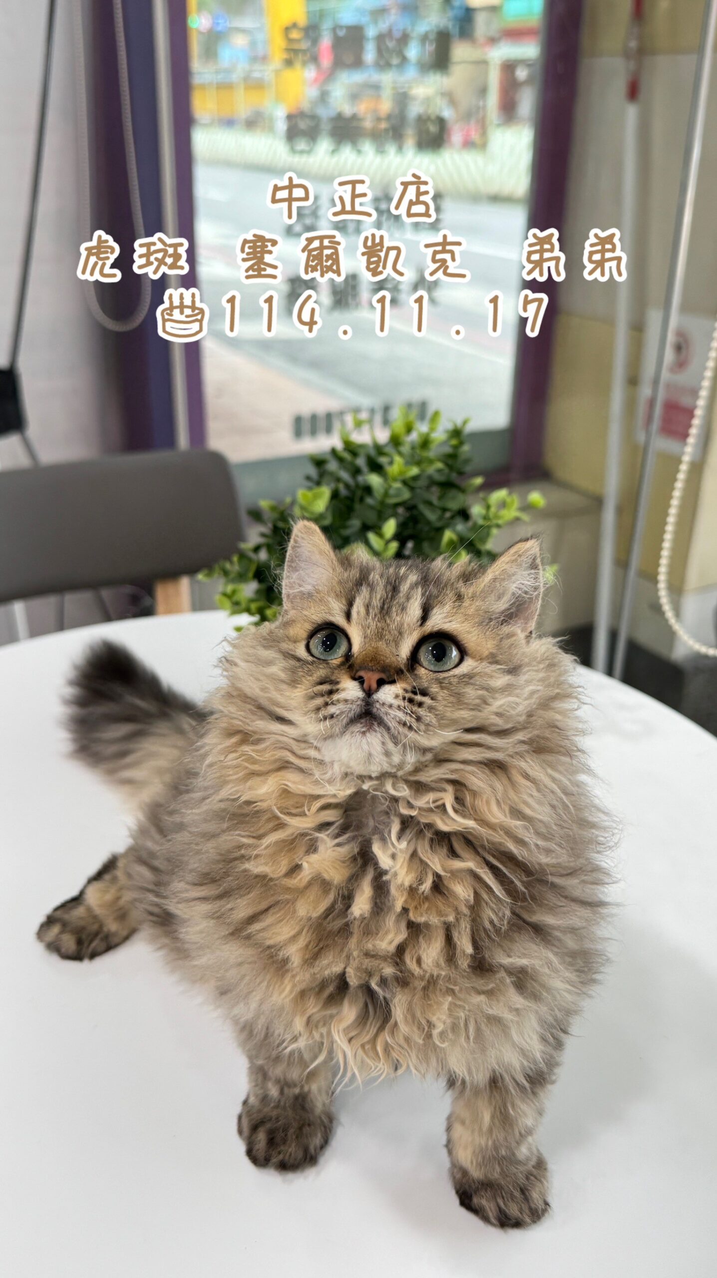 中圓寵物家族／虎斑紋賽爾凱克捲毛貓