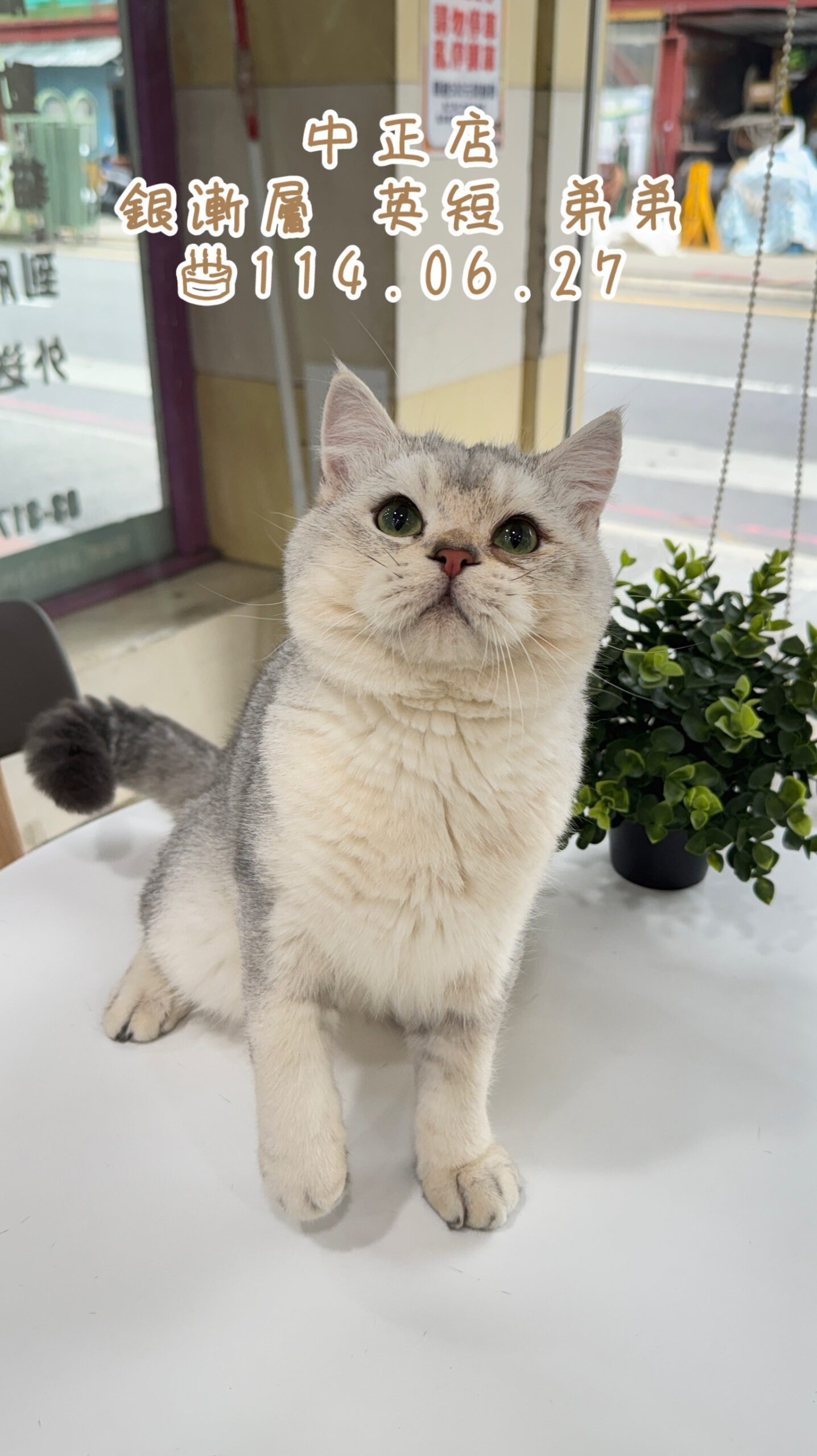 中圓寵物家族／銀漸層英國短毛貓