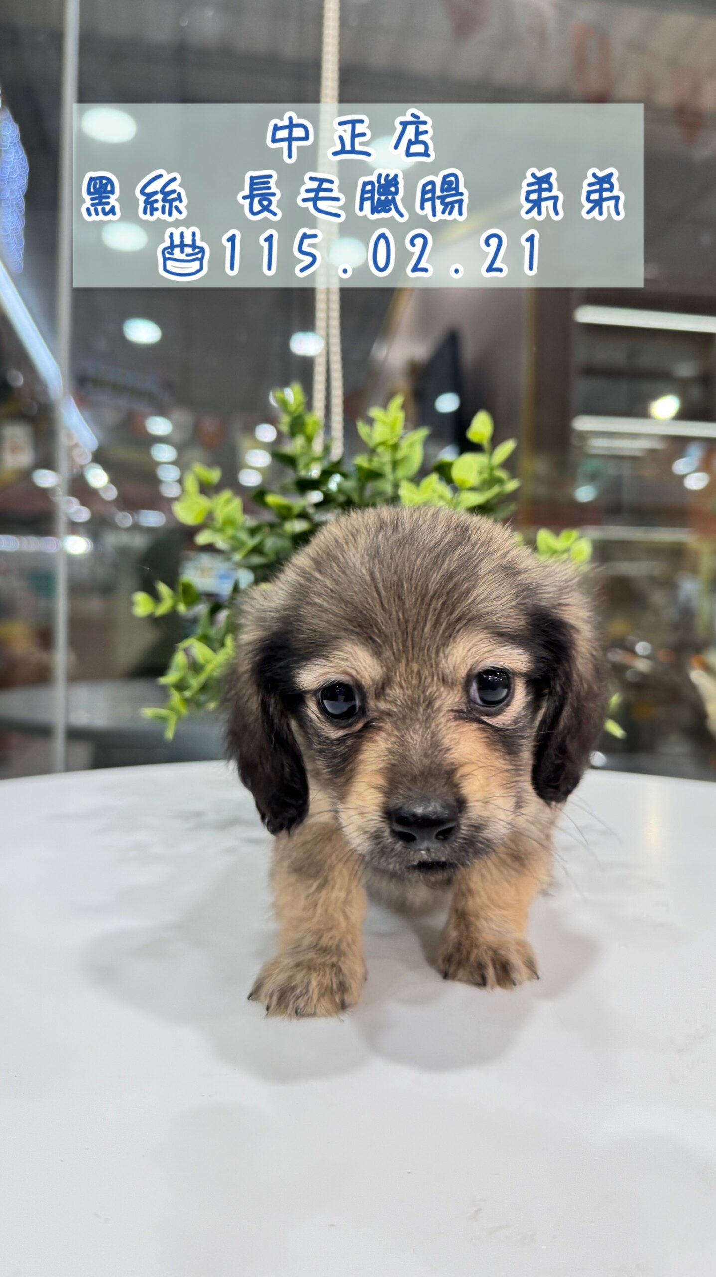 中圓寵物家族／黑絲長毛臘腸