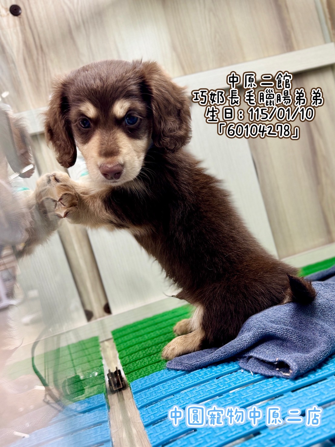 中圓寵物家族／巧奶長毛臘腸