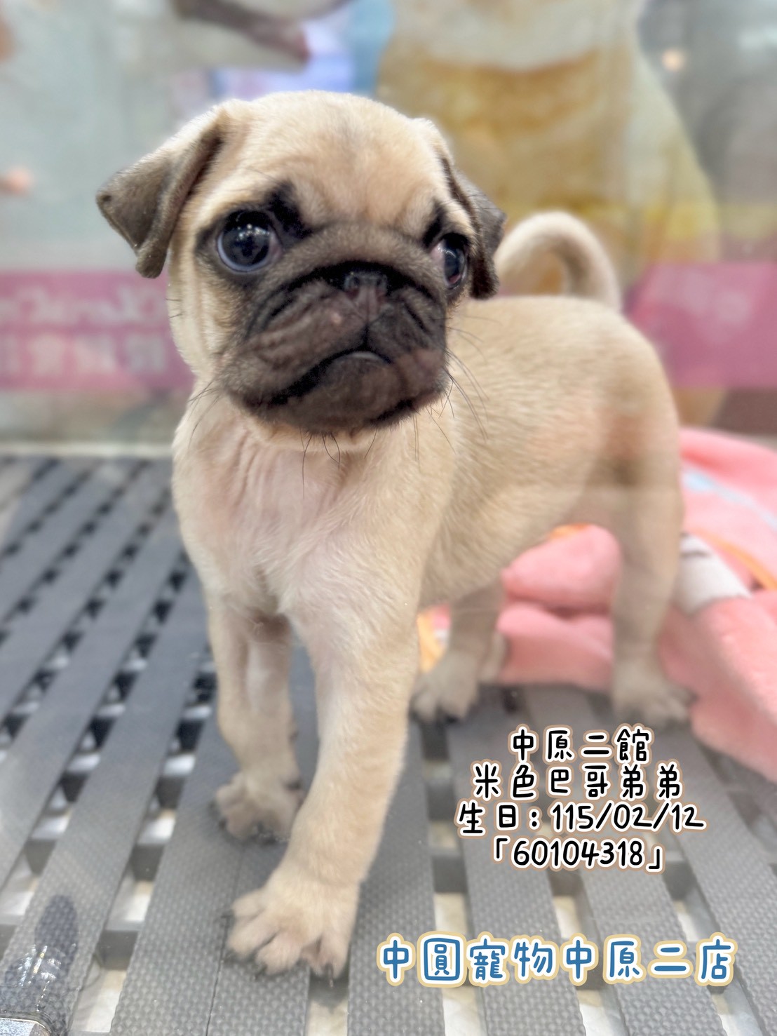 中圓寵物家族／米色巴哥犬