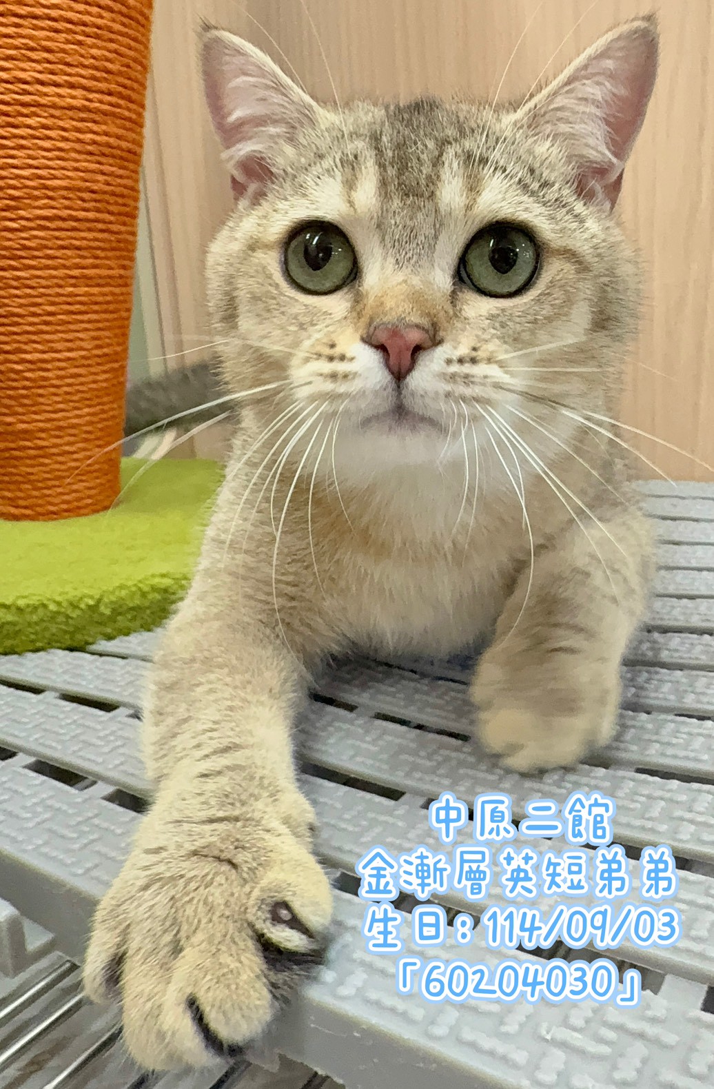 中圓寵物家族／金漸層英國短毛貓