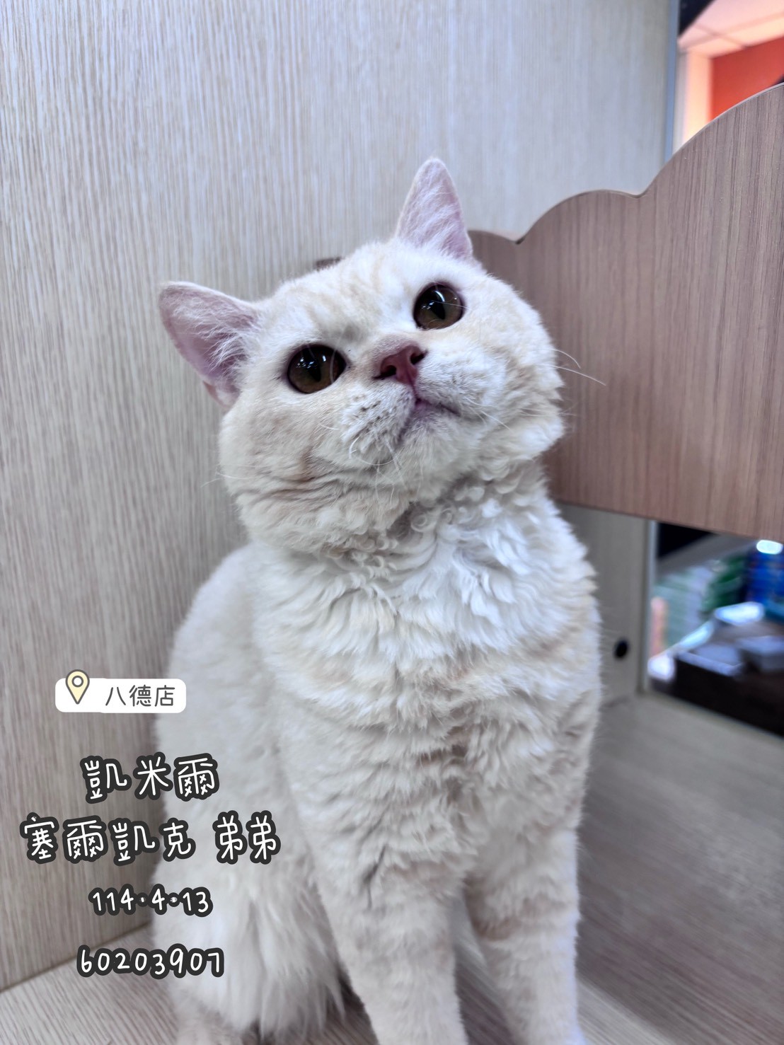 中圓寵物家族／凱米爾賽爾凱克捲毛貓