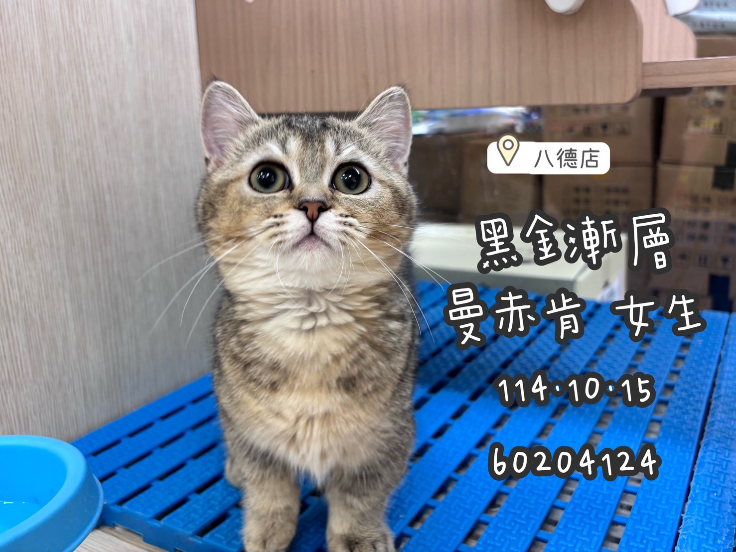 中圓寵物家族／黑金漸層曼赤肯