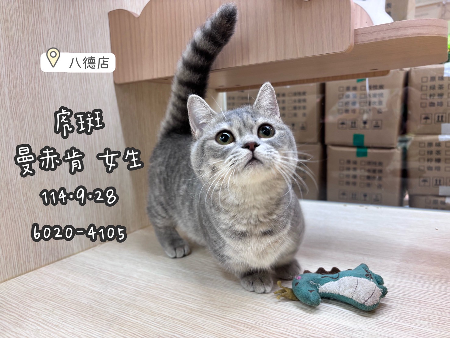 中圓寵物家族／虎斑曼赤肯