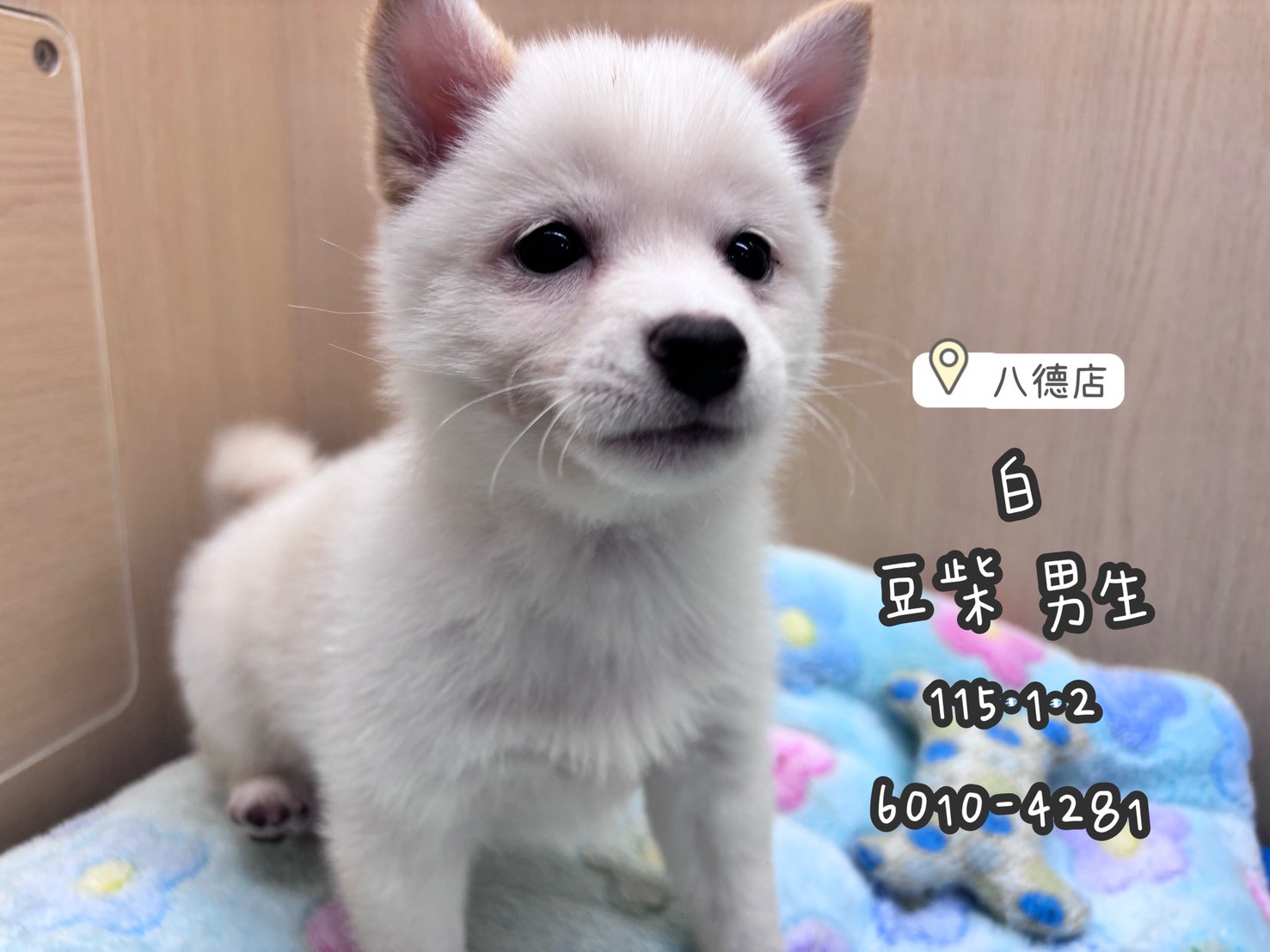 中圓寵物家族／白色豆柴犬