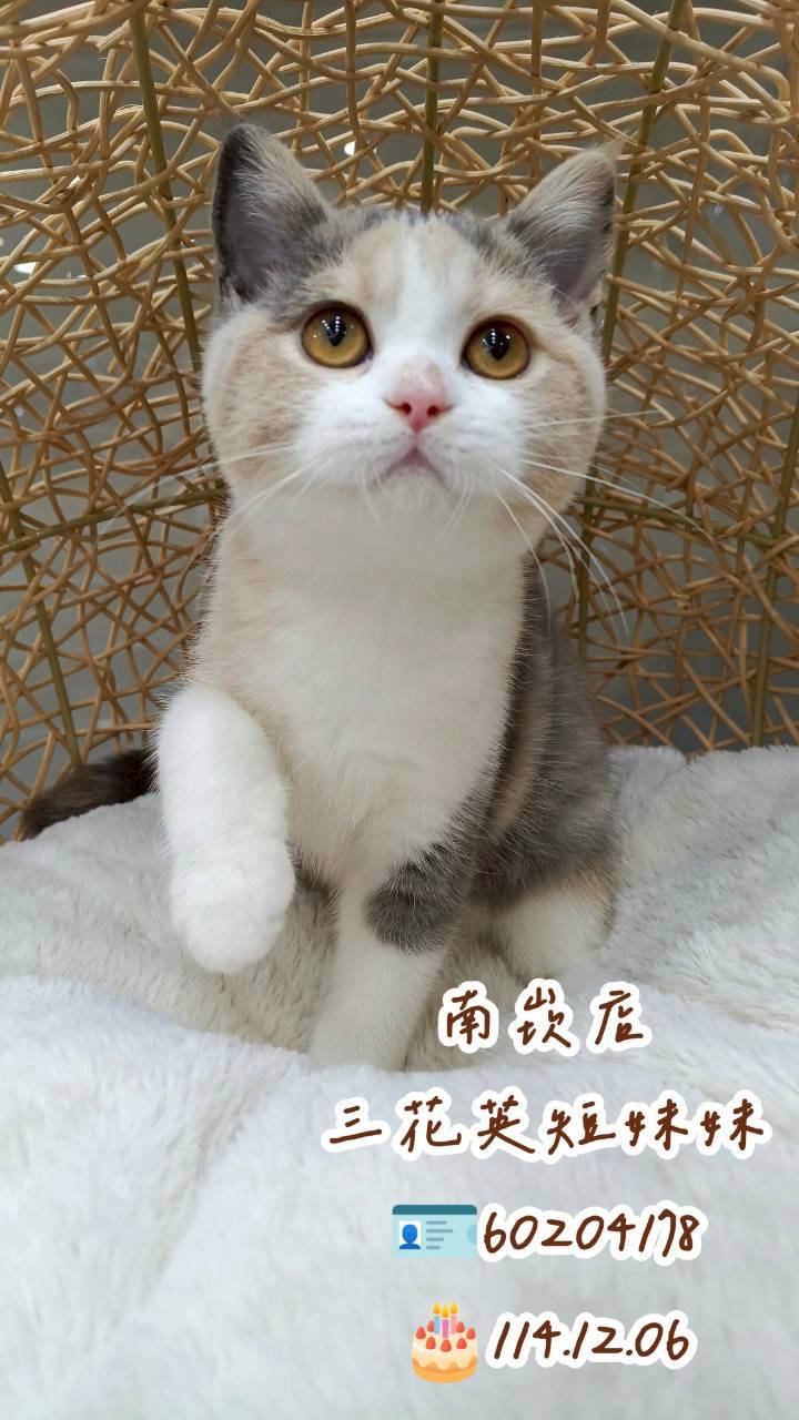 中圓寵物家族／三花英國短毛貓