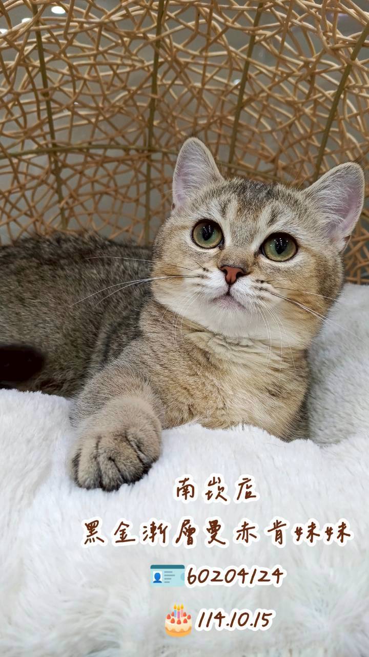 中圓寵物家族／黑金漸層曼赤肯