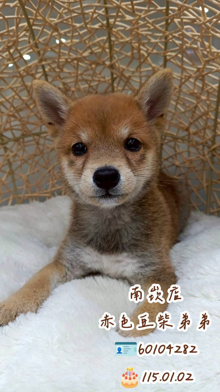 中圓寵物家族／赤色豆柴犬
