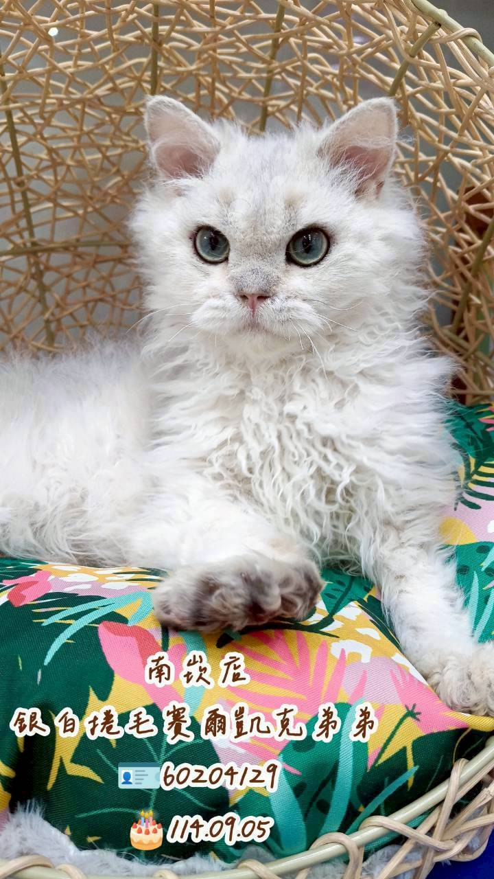 中圓寵物家族／銀白色賽爾凱克捲毛貓