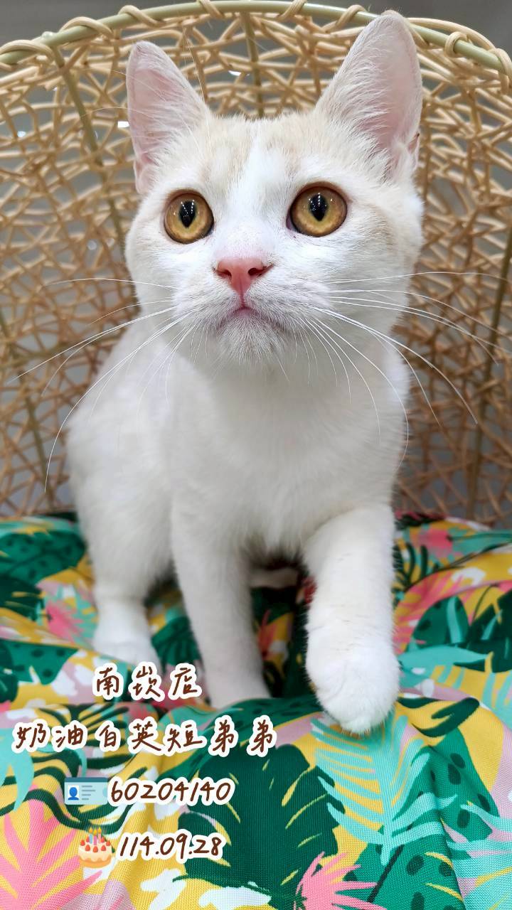 中圓寵物家族／奶油白英國短毛貓