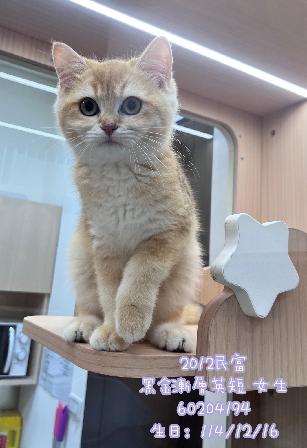 中圓寵物家族／黑金漸層英國短毛貓
