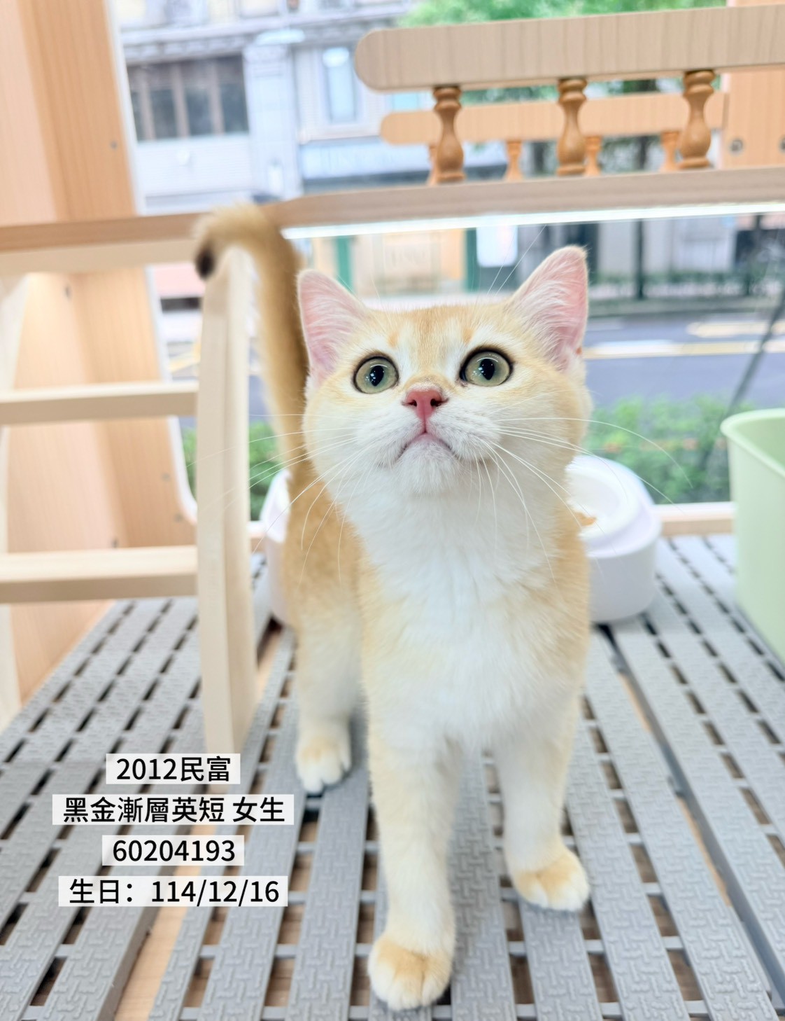 中圓寵物家族／黑金漸層英國短毛貓