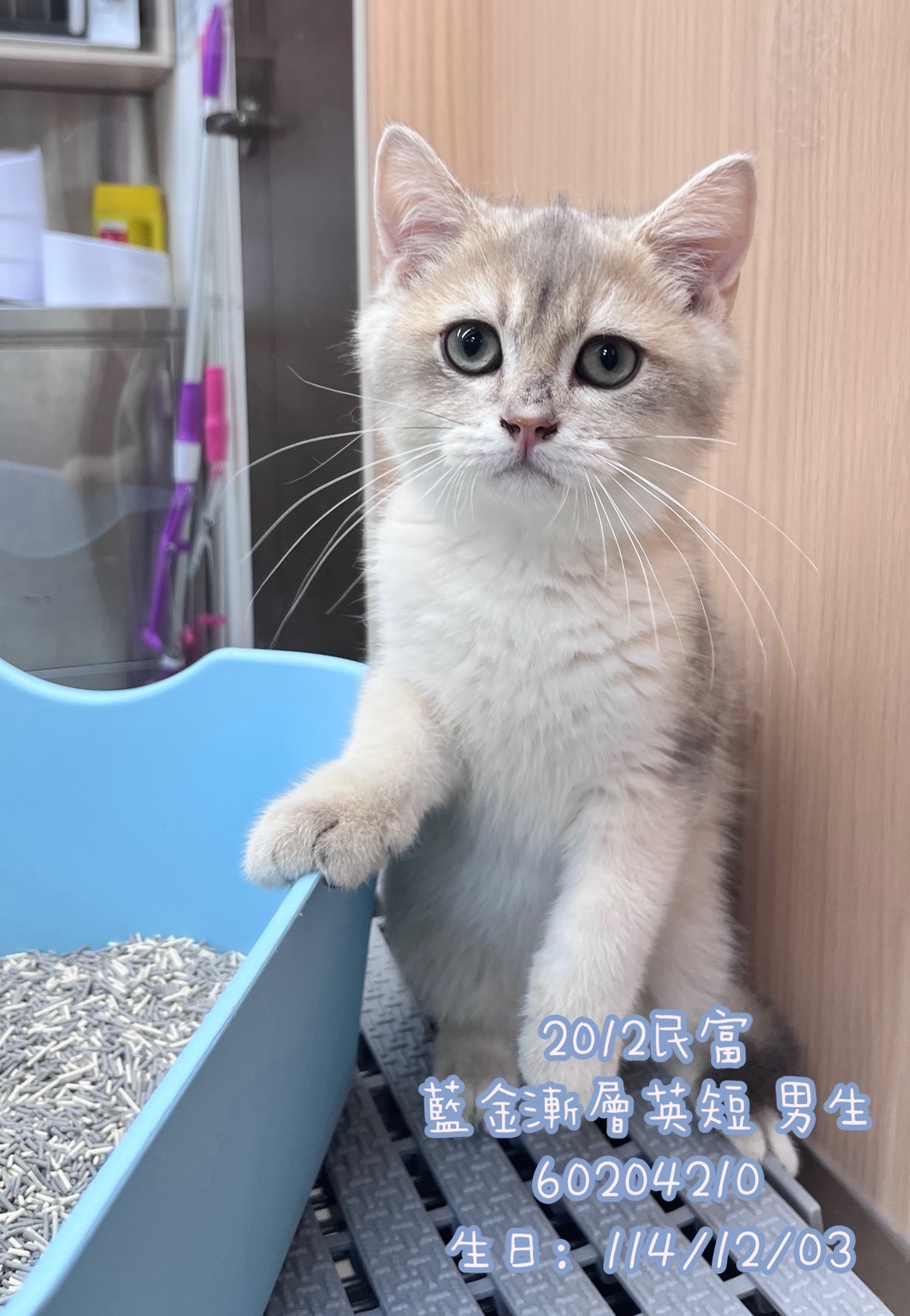 中圓寵物家族／藍金漸層英國短毛貓