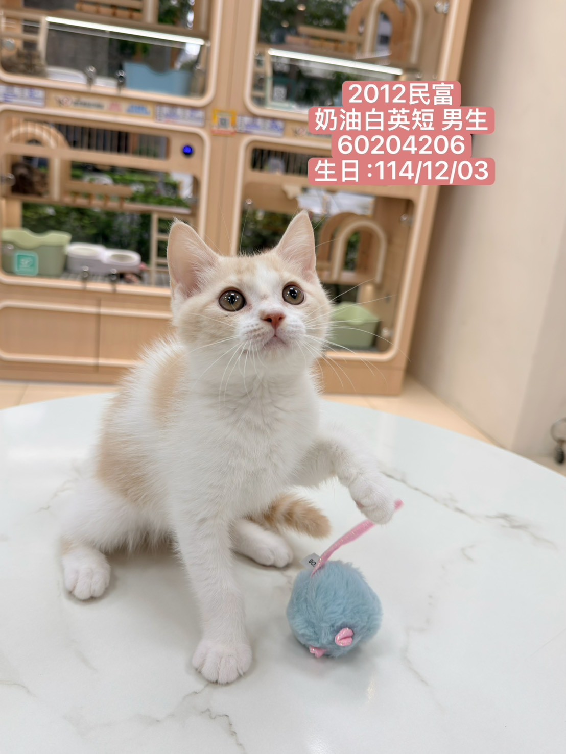 中圓寵物家族／奶油白英國短毛貓