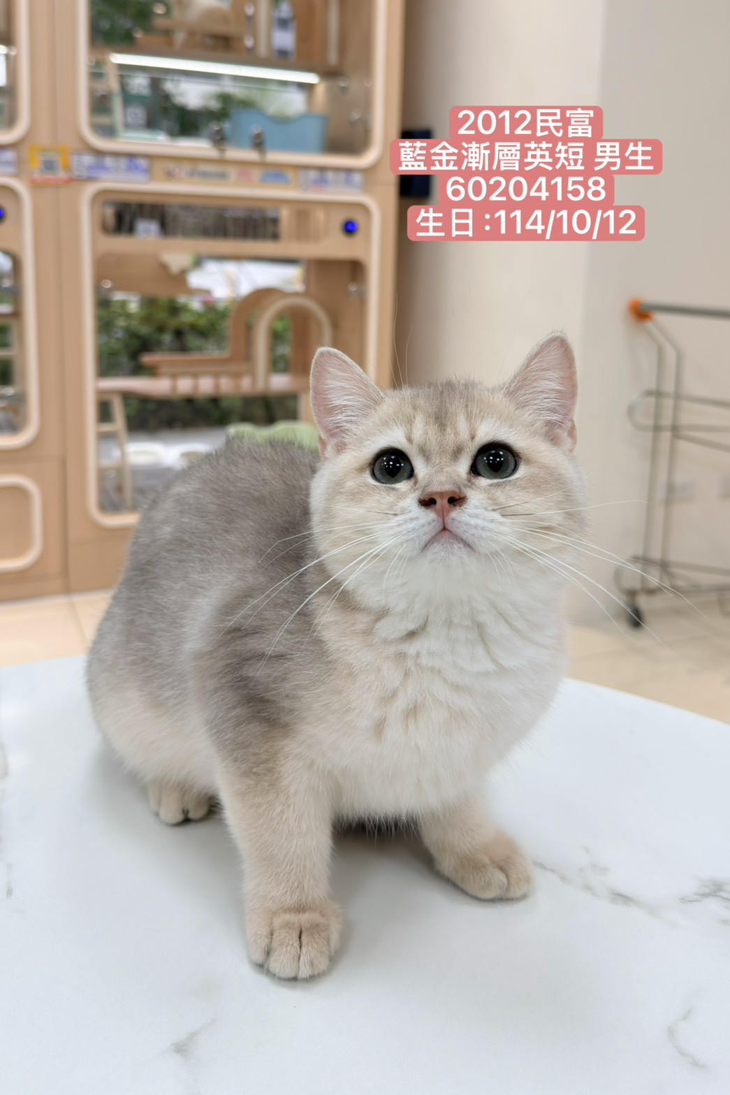 中圓寵物家族／藍金漸層英國短毛貓