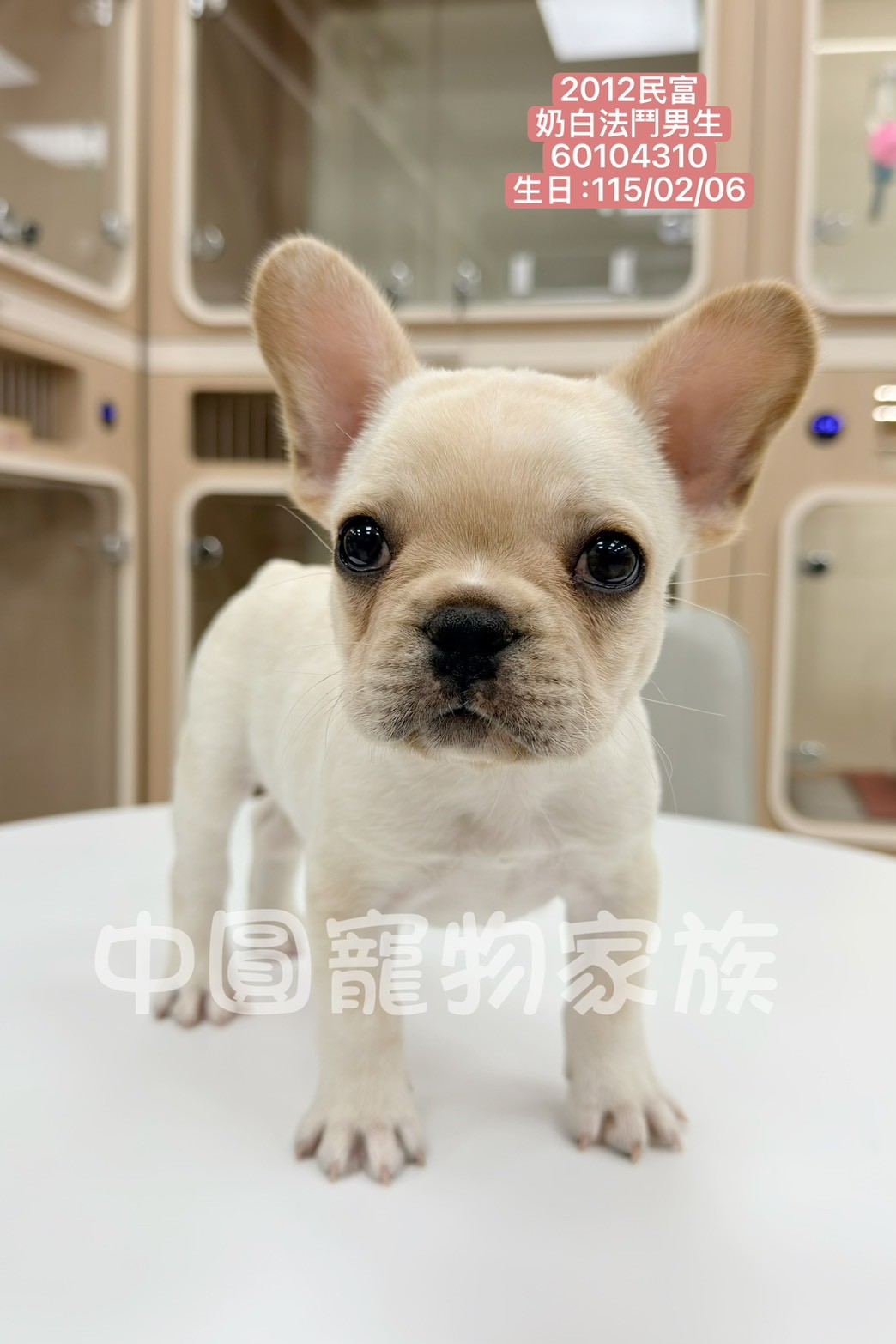 中圓寵物家族／奶白色法鬥