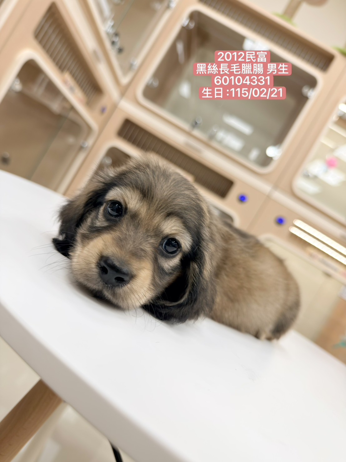 中圓寵物家族／黑絲長毛臘腸