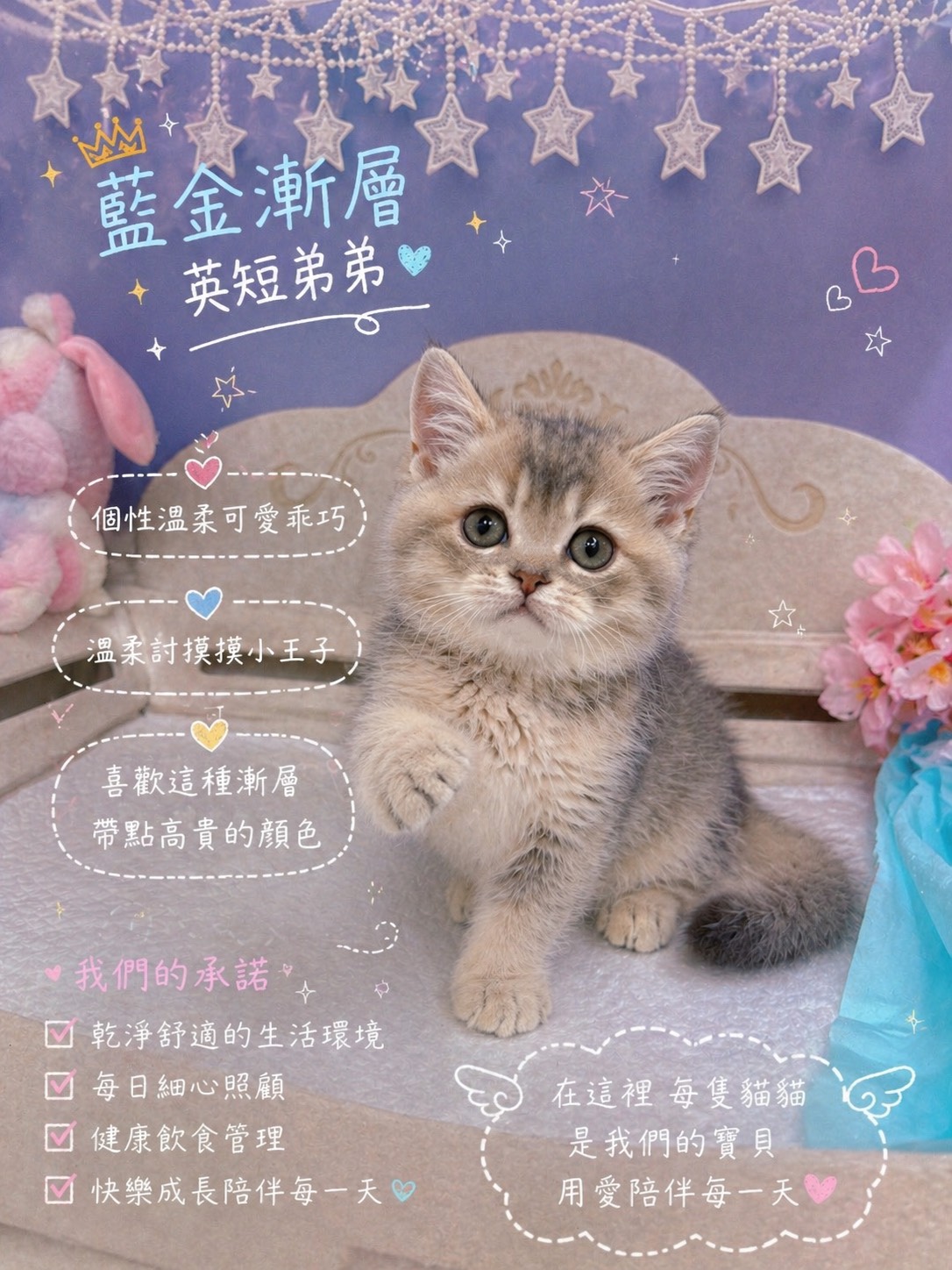 星光貓舍／藍金漸層英國短毛貓