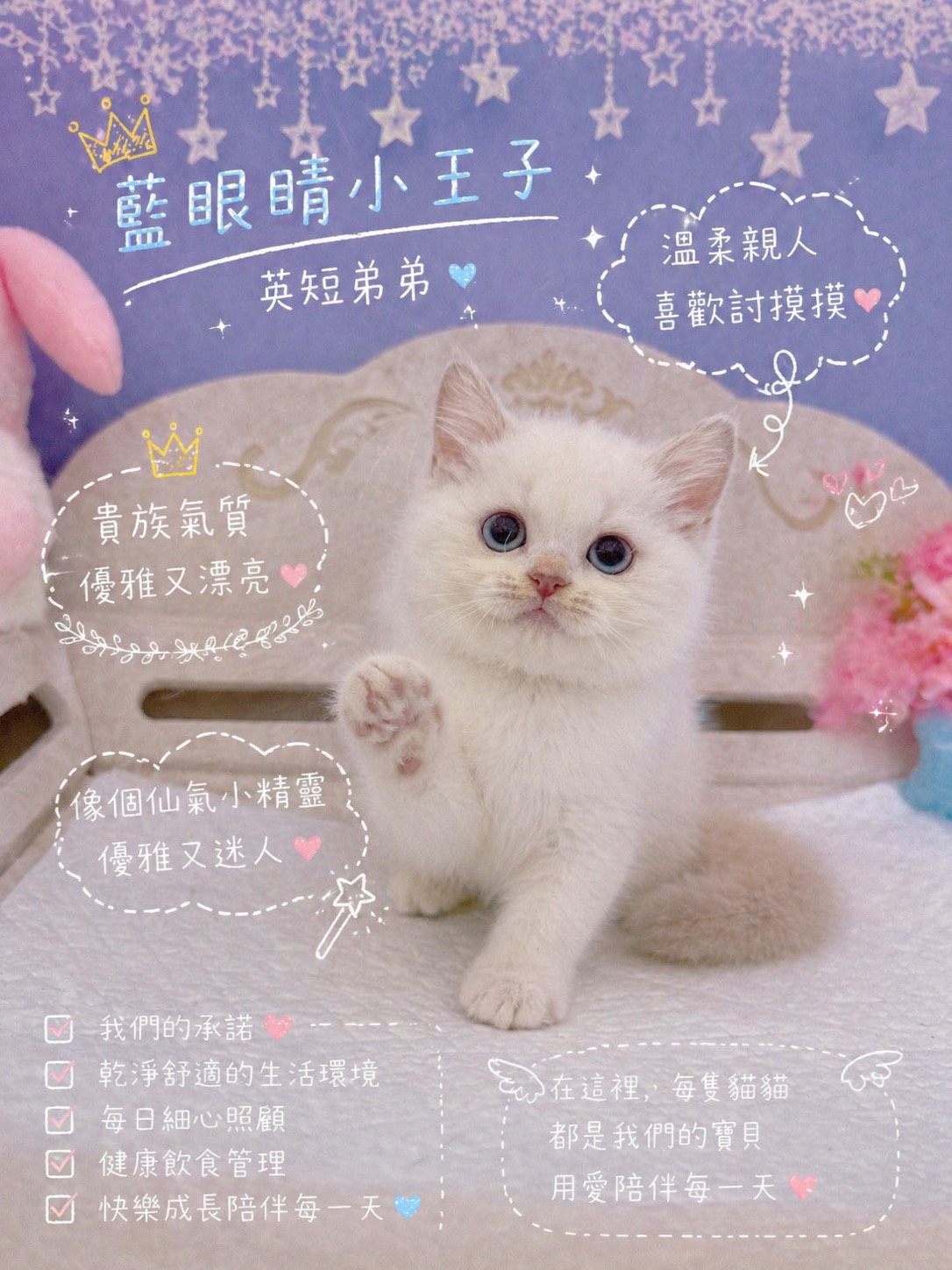 星光貓舍／藍眼睛英國短毛貓