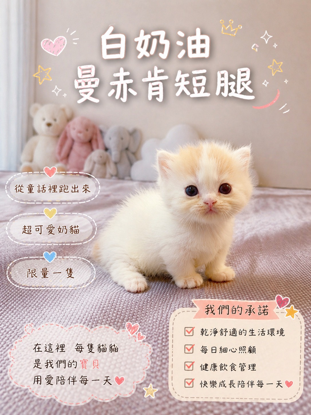 星光貓舍／白奶油曼赤肯