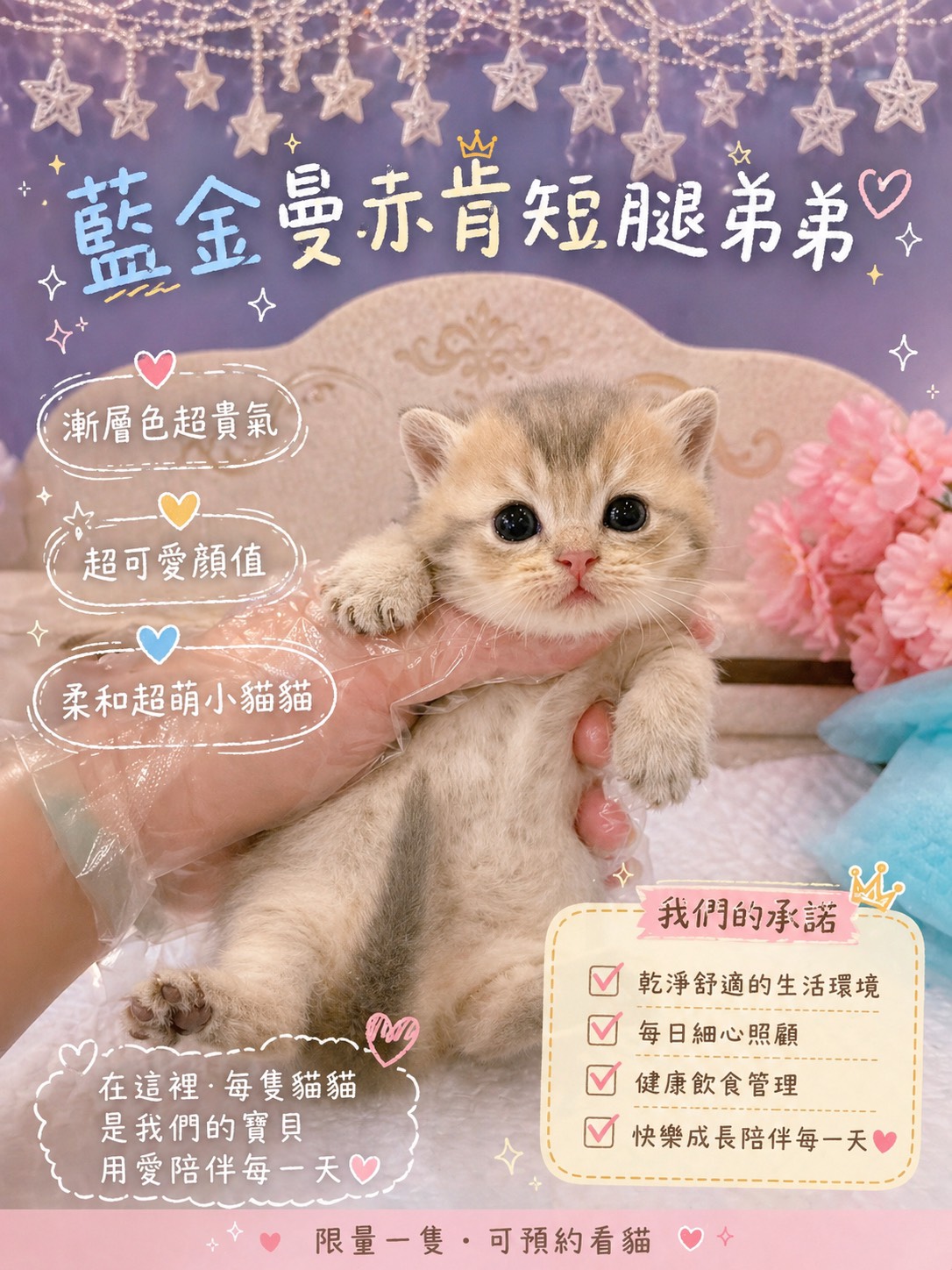 星光貓舍／藍金曼赤肯