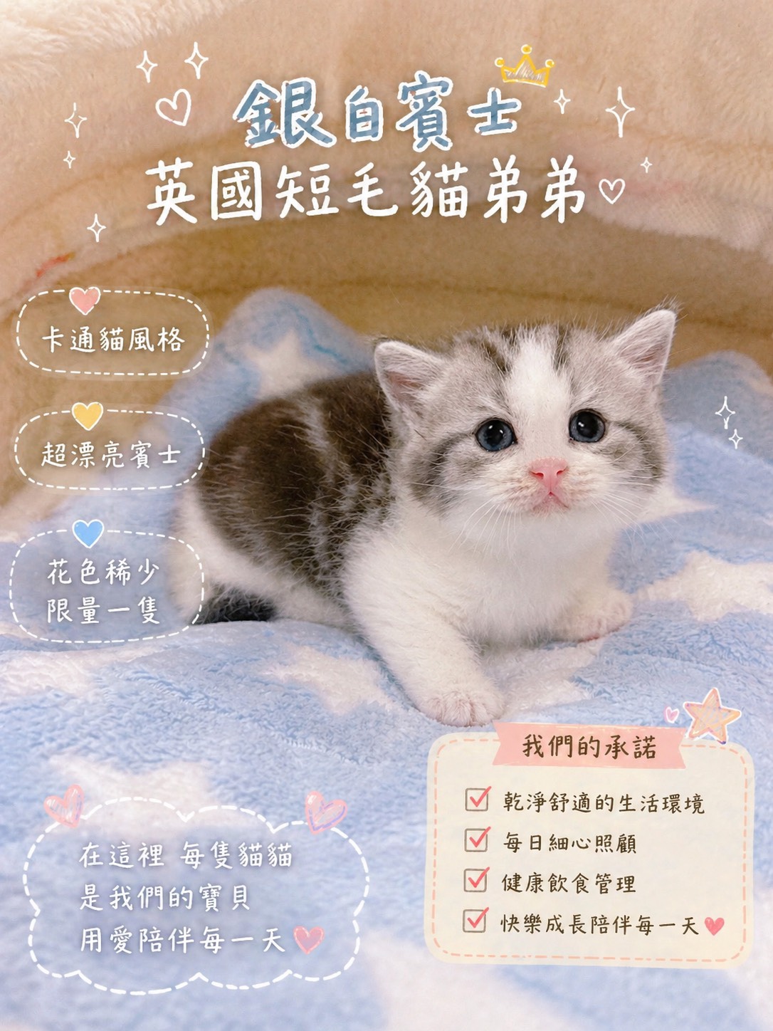 星光貓舍／銀白賓士英國短毛貓