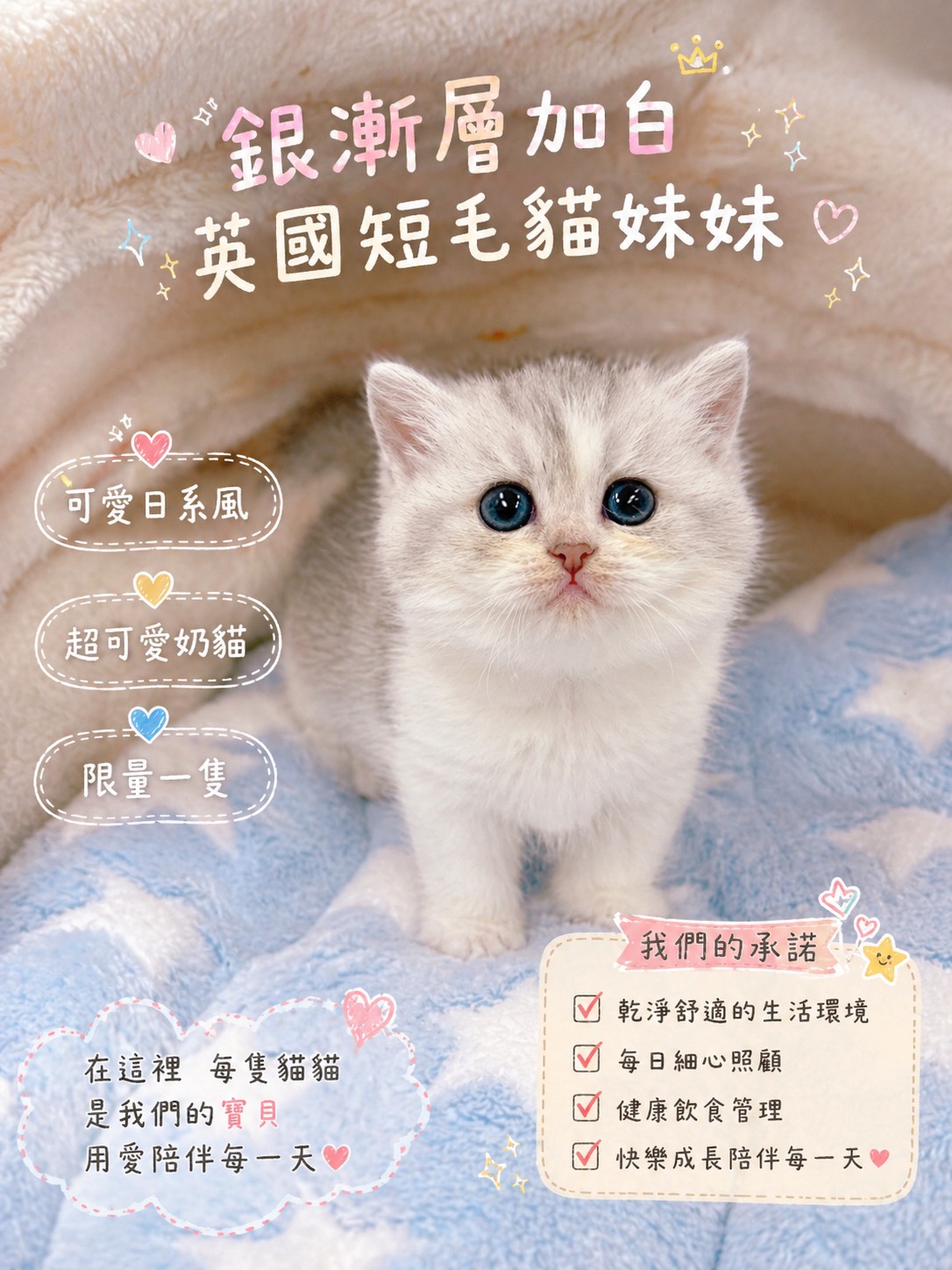 星光貓舍／銀漸層加白英國短毛貓