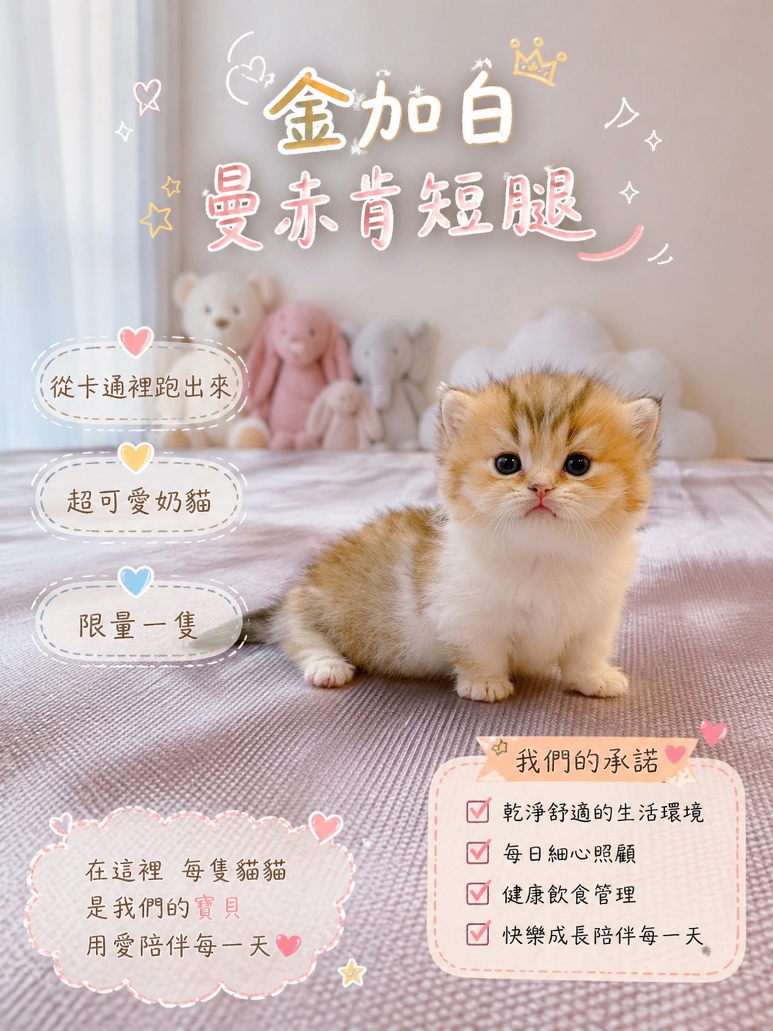 星光貓舍／金加白曼赤肯