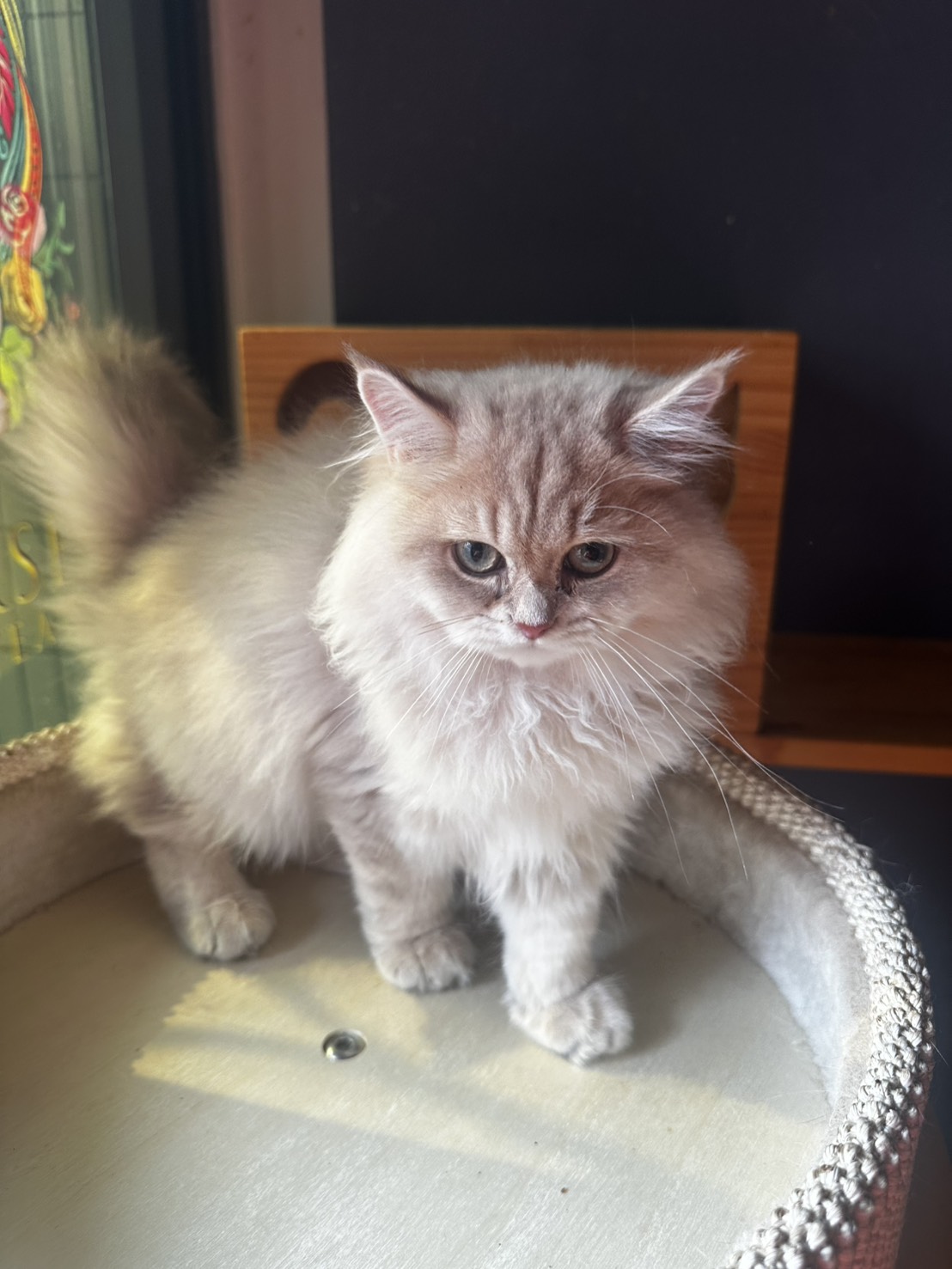 天使貓園／紫金漸層英國長毛貓