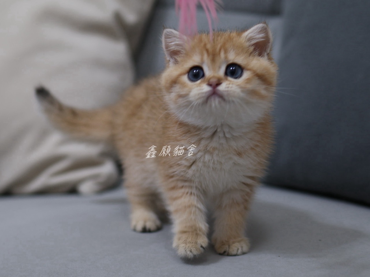 鑫願貓舍／金虎斑英國短毛貓